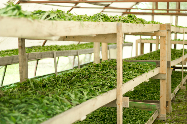 greenhouse shelving