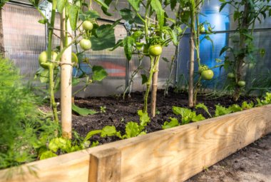 raised garden bed greenhouse