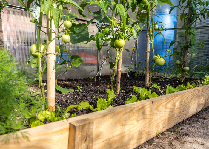 raised garden bed greenhouse