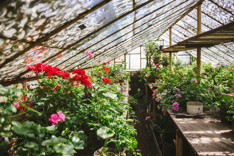 greenhouse gardening