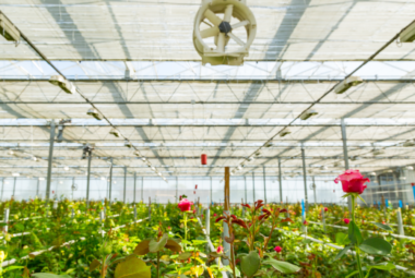 greenhouse ventilation