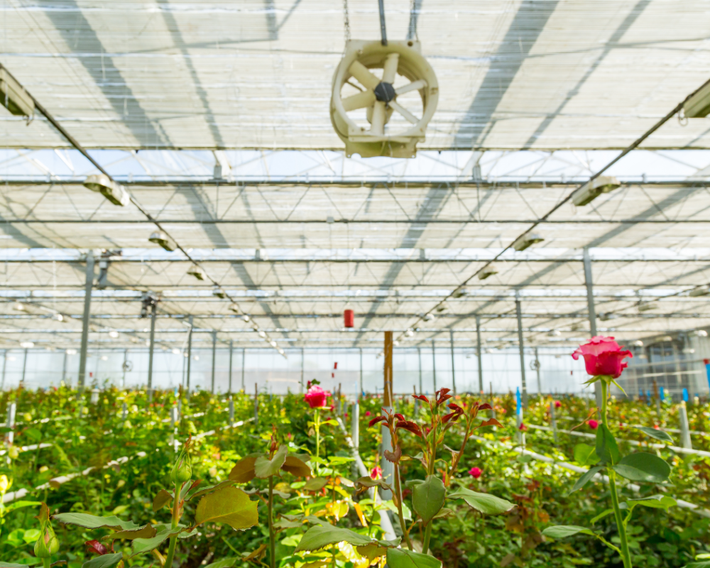 greenhouse ventilation