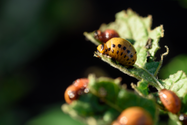 greenhouse pests