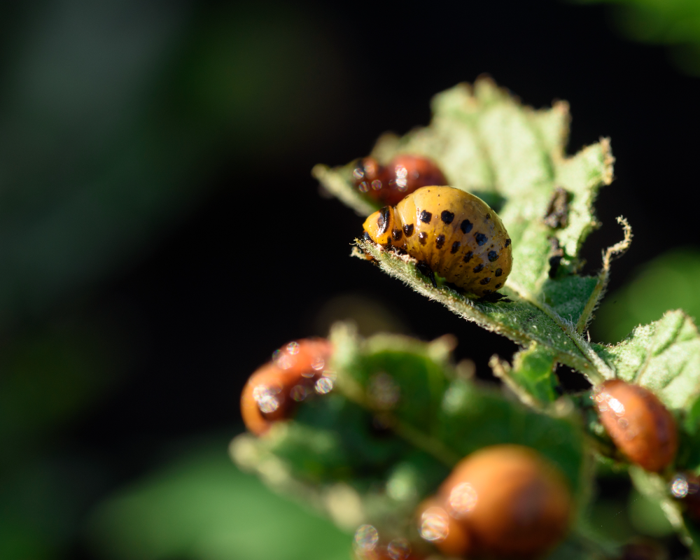 greenhouse pests