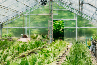 greenhouse humidity