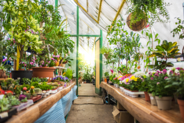 When to Start Planting in Your Greenhouse