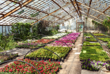 Best plants to grow in a greenhouse