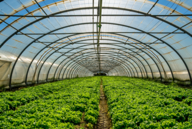 commercial greenhouse