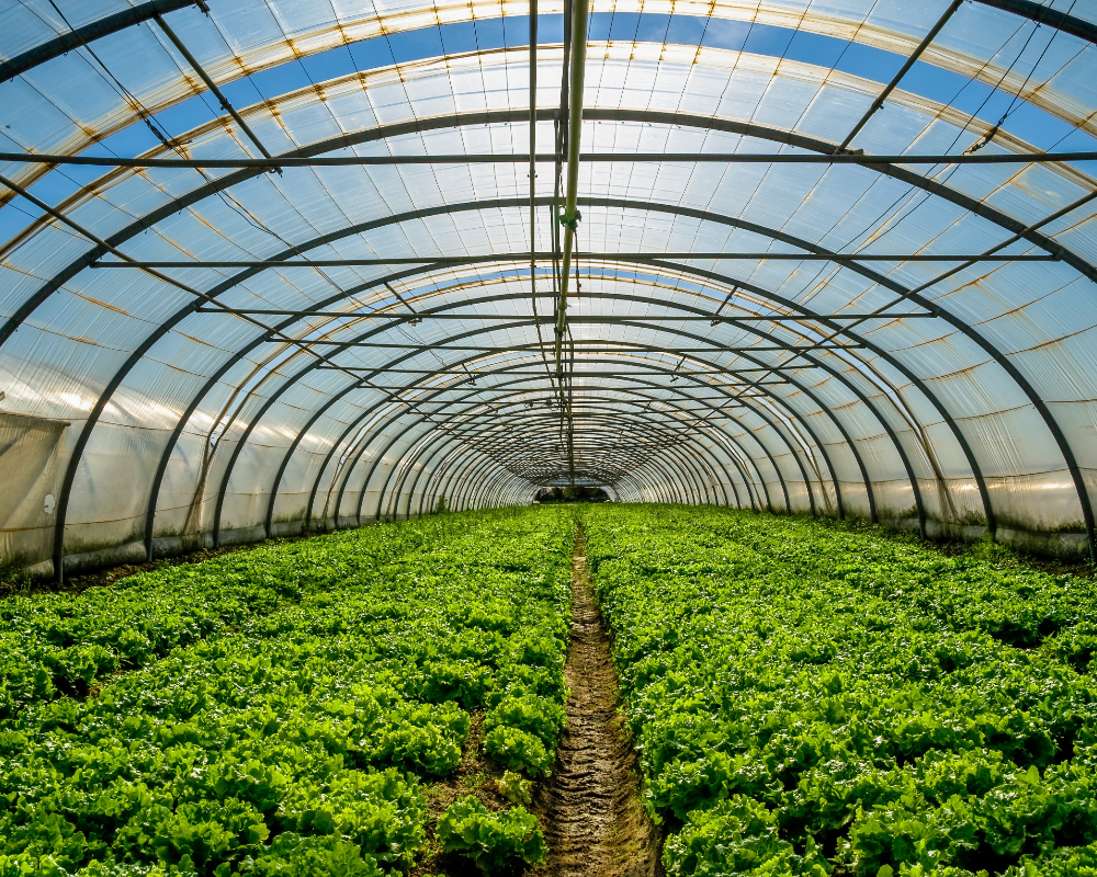 commercial greenhouse