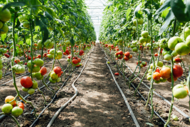 greenhouse tomatoes