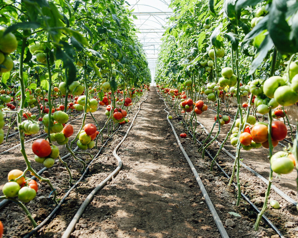 greenhouse tomatoes