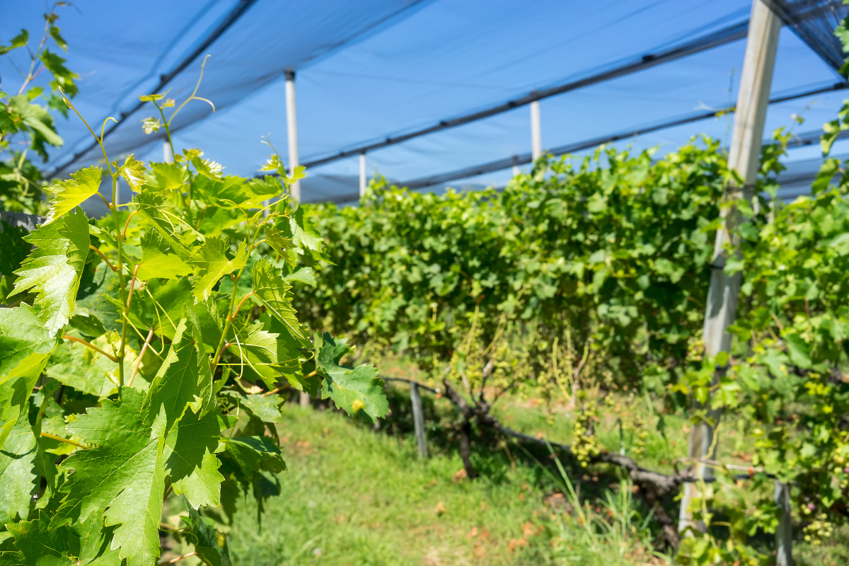 shade cloth for plants