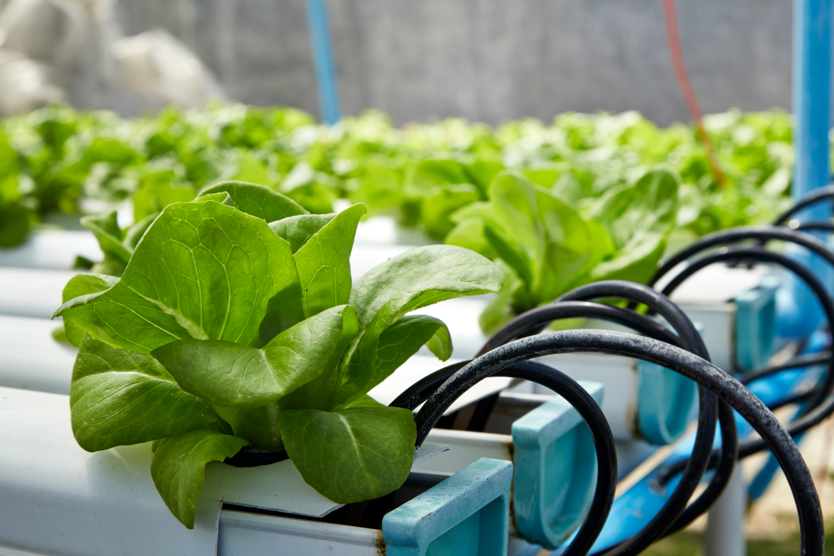 hydroponics in a greenhouse