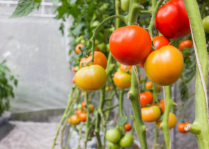 greenhouse tomatoes