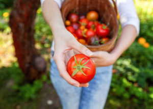 greenhouse tomatoes