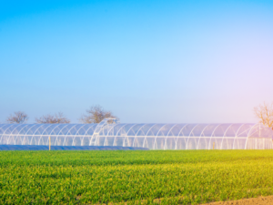 commercial greenhouse