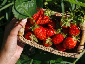 greenhouse strawberries