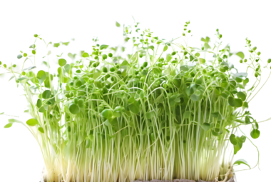 broccoli microgreens